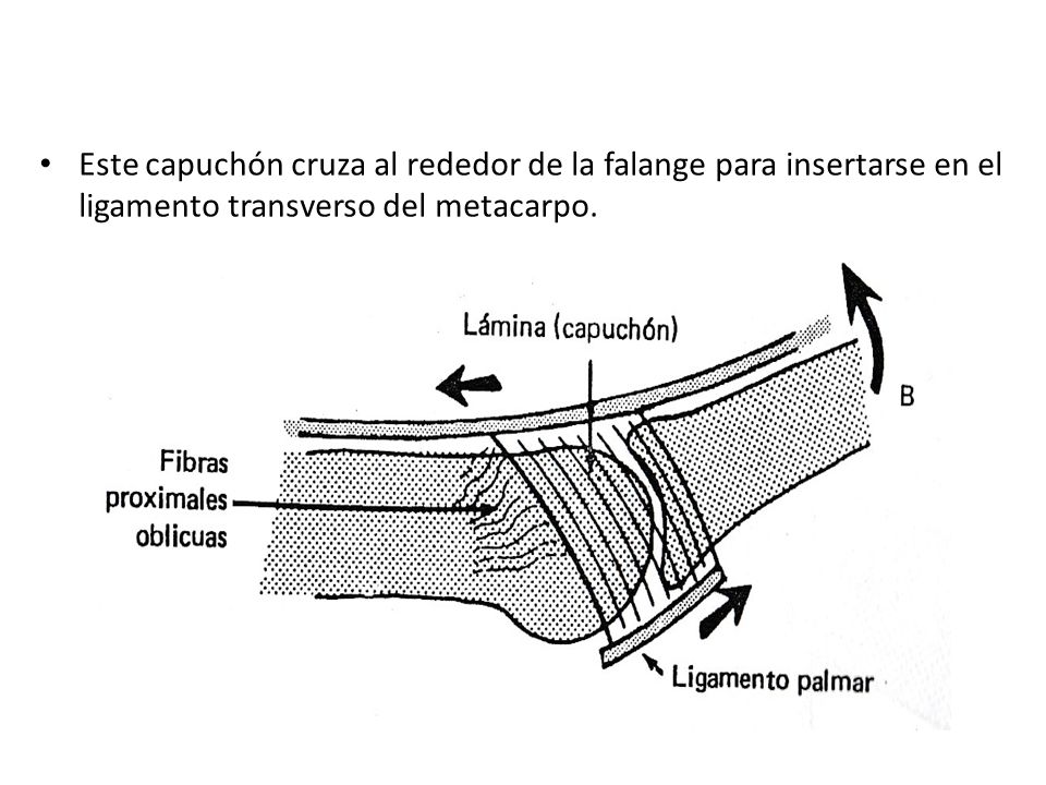 Este capuchón cruza al rededor de la falange para insertarse en el ligamento transverso del metacarpo.