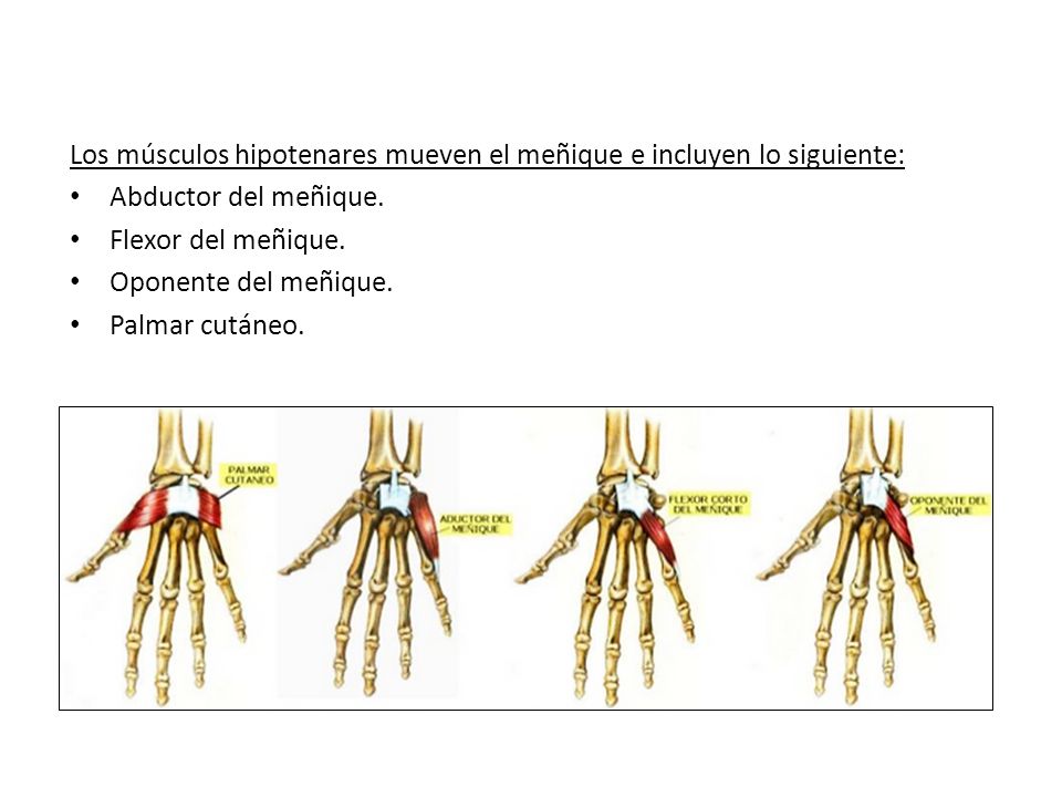 Los músculos hipotenares mueven el meñique e incluyen lo siguiente:
