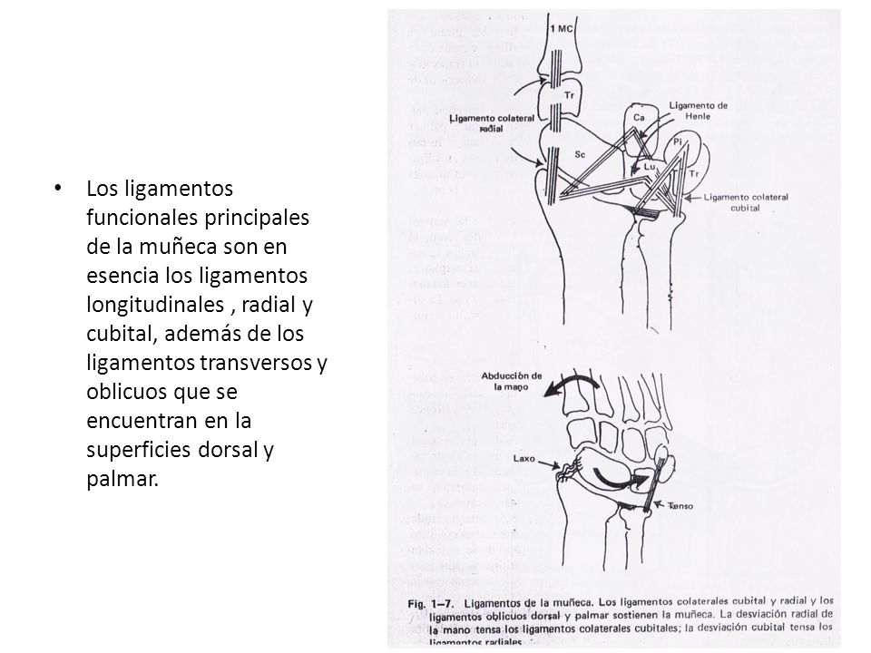 Los ligamentos funcionales principales de la muñeca son en esencia los ligamentos longitudinales , radial y cubital, además de los ligamentos transversos y oblicuos que se encuentran en la superficies dorsal y palmar.