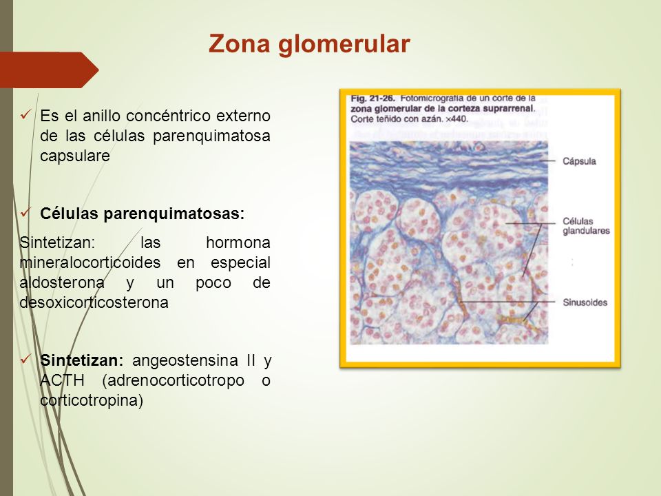 Zona glomerular Es el anillo concéntrico externo de las células parenquimatosa capsulare. Células parenquimatosas: