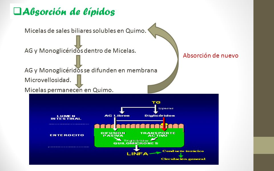 Absorción de lípidos Micelas de sales biliares solubles en Quimo.