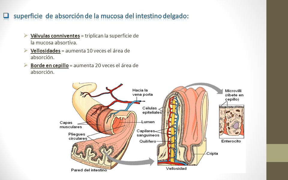 superficie de absorción de la mucosa del intestino delgado:
