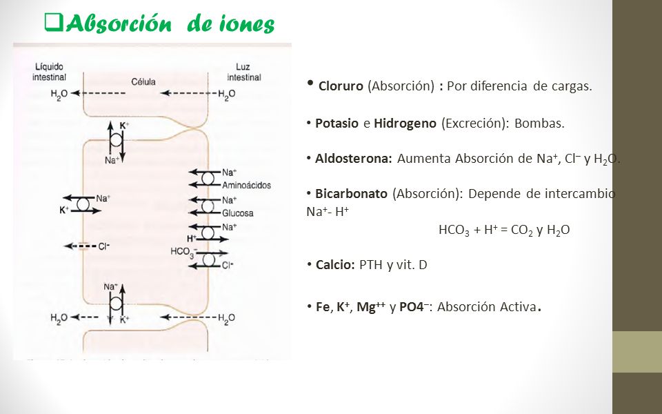 Absorción de iones Cloruro (Absorción) : Por diferencia de cargas.