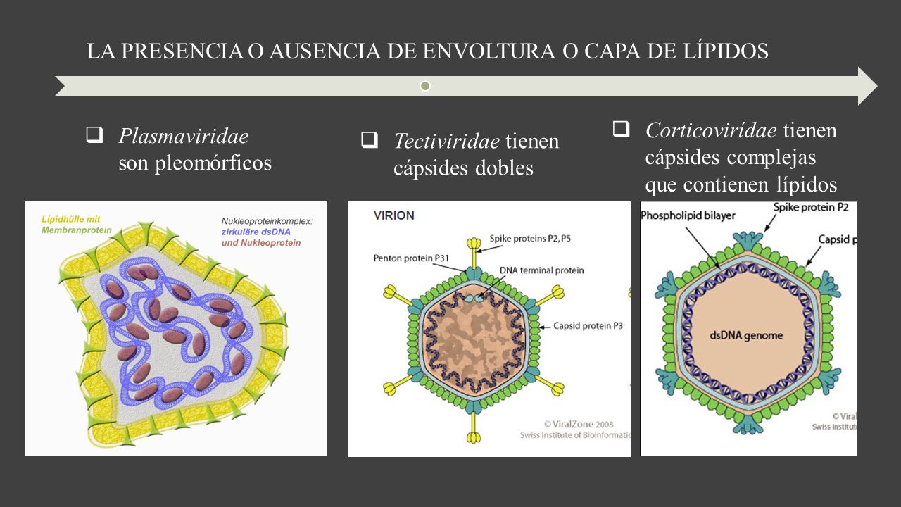 LA PRESENCIA O AUSENCIA DE ENVOLTURA O CAPA DE LÍPIDOS