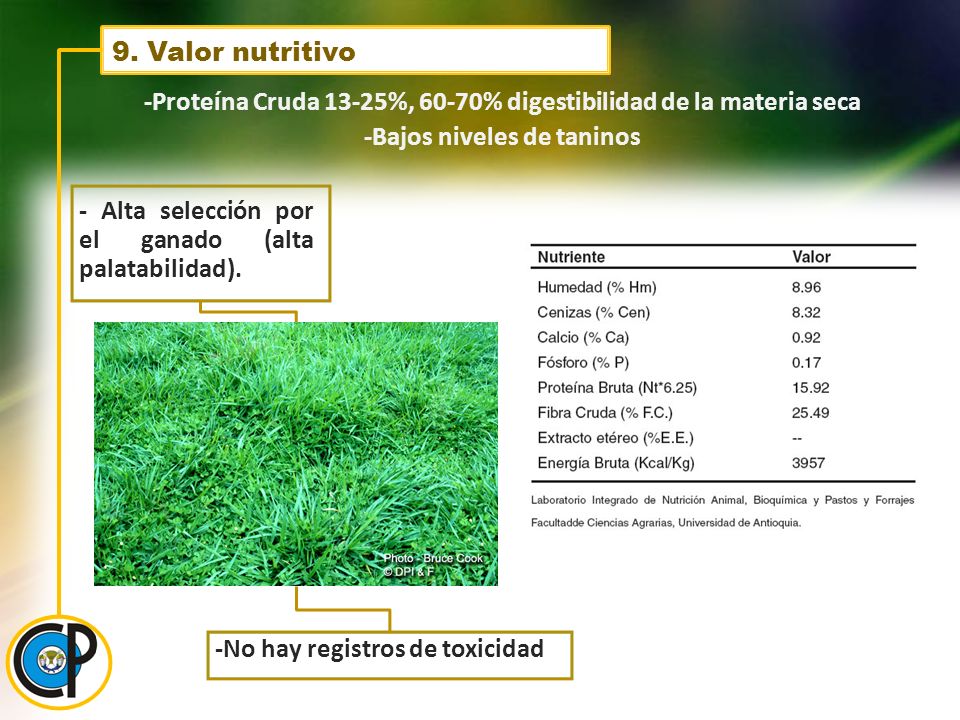 9. Valor nutritivo -Proteína Cruda 13-25%, 60-70% digestibilidad de la materia seca -Bajos niveles de taninos