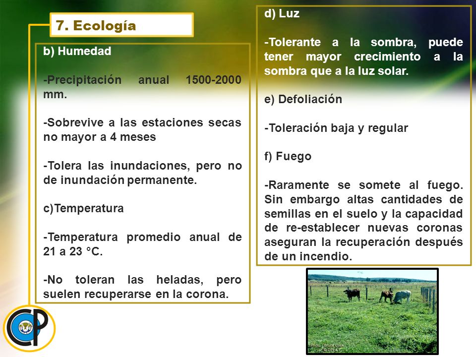 d) Luz -Tolerante a la sombra, puede tener mayor crecimiento a la sombra que a la luz solar. e) Defoliación.