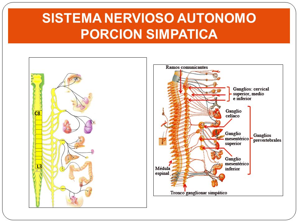 SISTEMA NERVIOSO AUTONOMO PORCION SIMPATICA