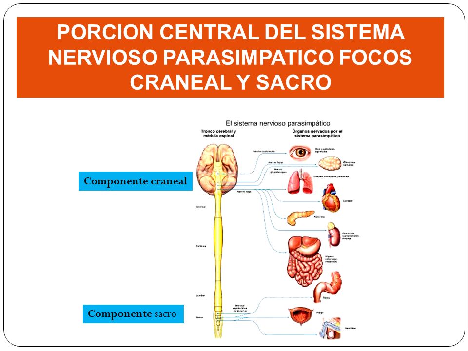 PORCION CENTRAL DEL SISTEMA NERVIOSO PARASIMPATICO FOCOS CRANEAL Y SACRO