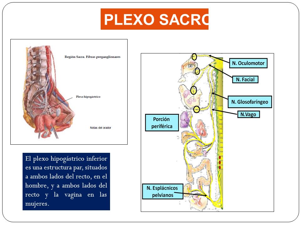 PLEXO SACRO