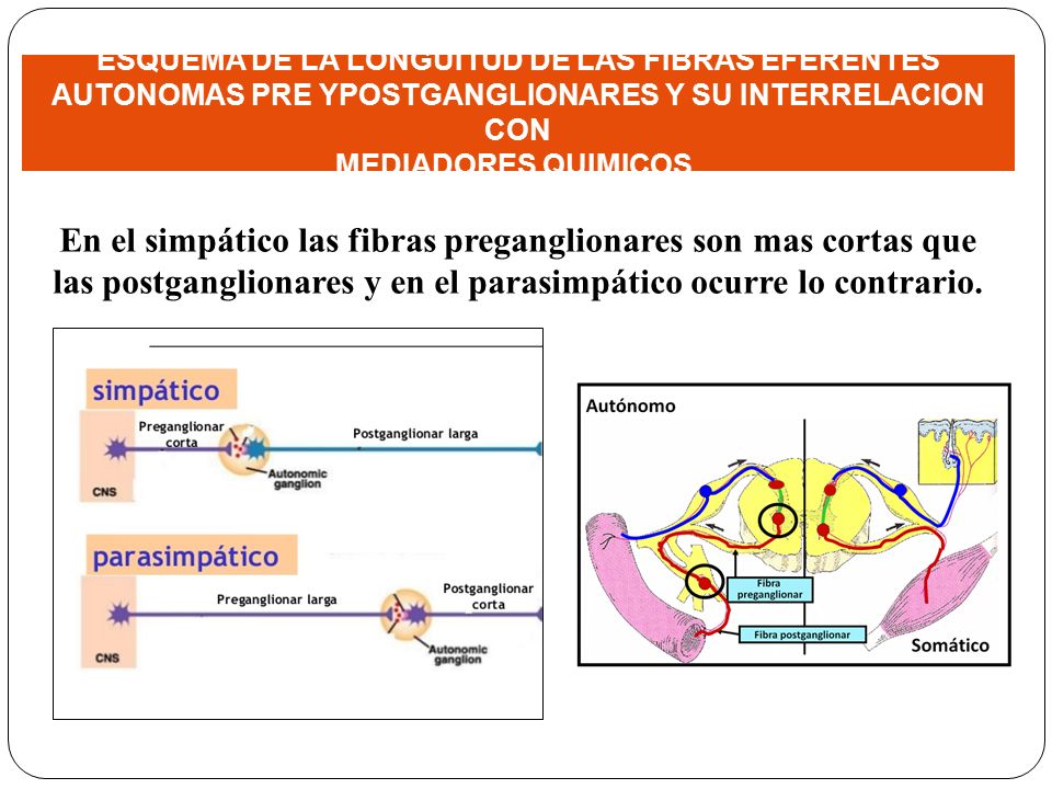 ESQUEMA DE LA LONGUITUD DE LAS FIBRAS EFERENTES AUTONOMAS PRE YPOSTGANGLIONARES Y SU INTERRELACION CON