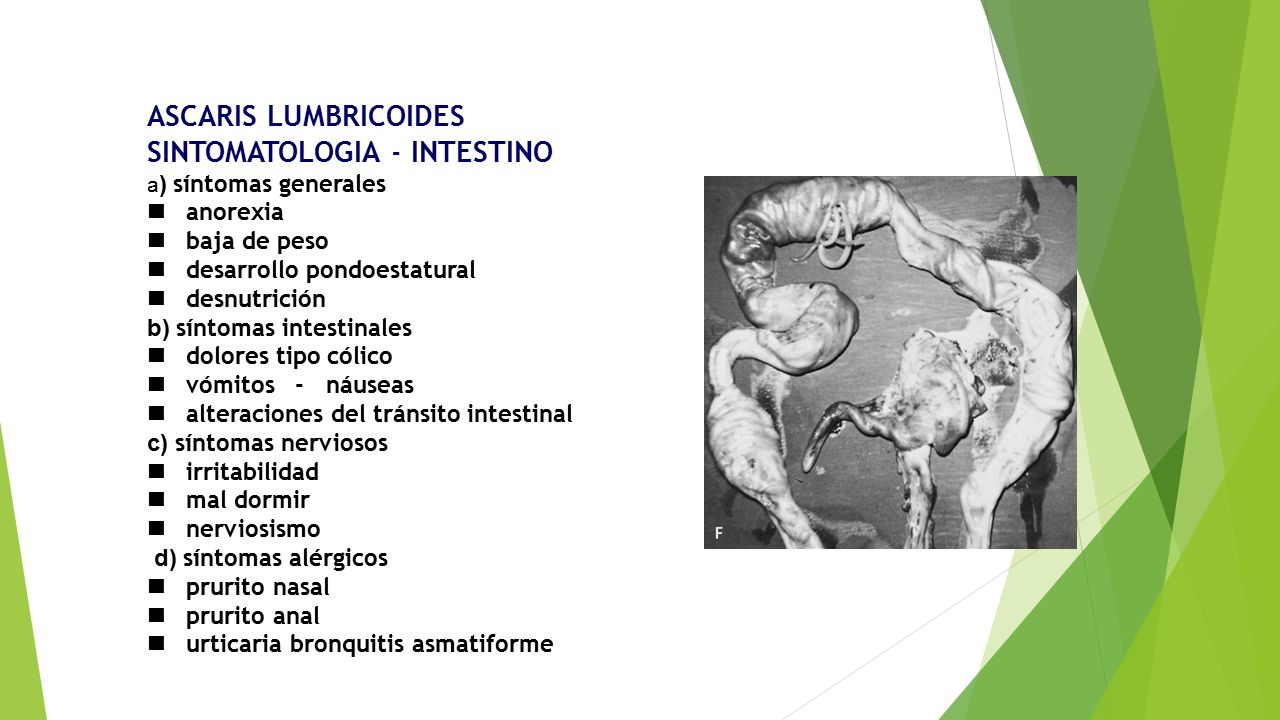 ASCARIS LUMBRICOIDES SINTOMATOLOGIA - INTESTINO a) síntomas generales n anorexia n baja de peso n desarrollo pondoestatural n desnutrición b) síntomas intestinales n dolores tipo cólico n vómitos - náuseas n alteraciones del tránsito intestinal c) síntomas nerviosos n irritabilidad n mal dormir n nerviosismo d) síntomas alérgicos n prurito nasal n prurito anal n urticaria bronquitis asmatiforme