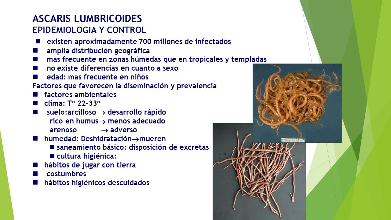 ASCARIS LUMBRICOIDES EPIDEMIOLOGIA Y CONTROL n existen aproximadamente 700 millones de infectados n amplia distribución geográfica n mas frecuente en zonas húmedas que en tropicales y templadas n no existe diferencias en cuanto a sexo n edad: mas frecuente en niños Factores que favorecen la diseminación y prevalencia n factores ambientales n clima: T° 22-33° n suelo:arcilloso  desarrollo rápido rico en humus menos adecuado arenoso  adverso n humedad: Deshidrataciónmueren n saneamiento básico: disposición de excretas n cultura higiénica: n hábitos de jugar con tierra n costumbres n hábitos higiénicos descuidados