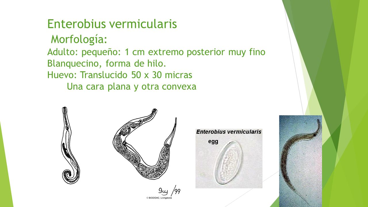 Enterobius vermicularis Morfología: Adulto: pequeño: 1 cm extremo posterior muy fino Blanquecino, forma de hilo.