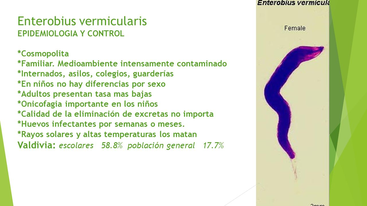 Enterobius vermicularis hospedero intermediario. Aggressive cancer death