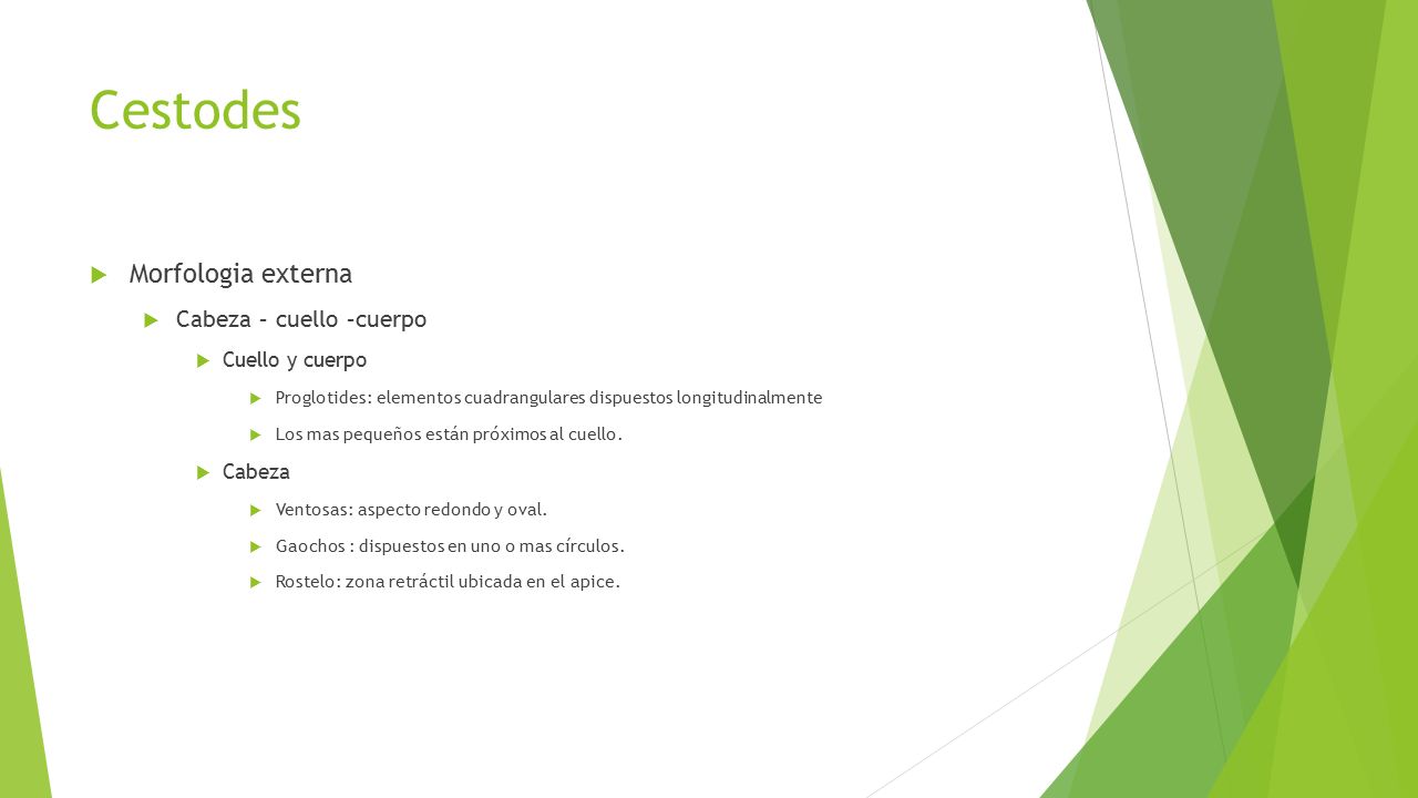 Cestodes Morfologia externa Cabeza – cuello –cuerpo Cuello y cuerpo