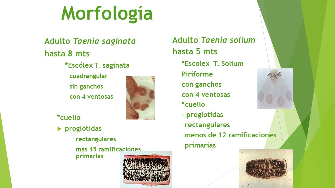 Morfología Adulto Taenia saginata hasta 8 mts Adulto Taenia solium