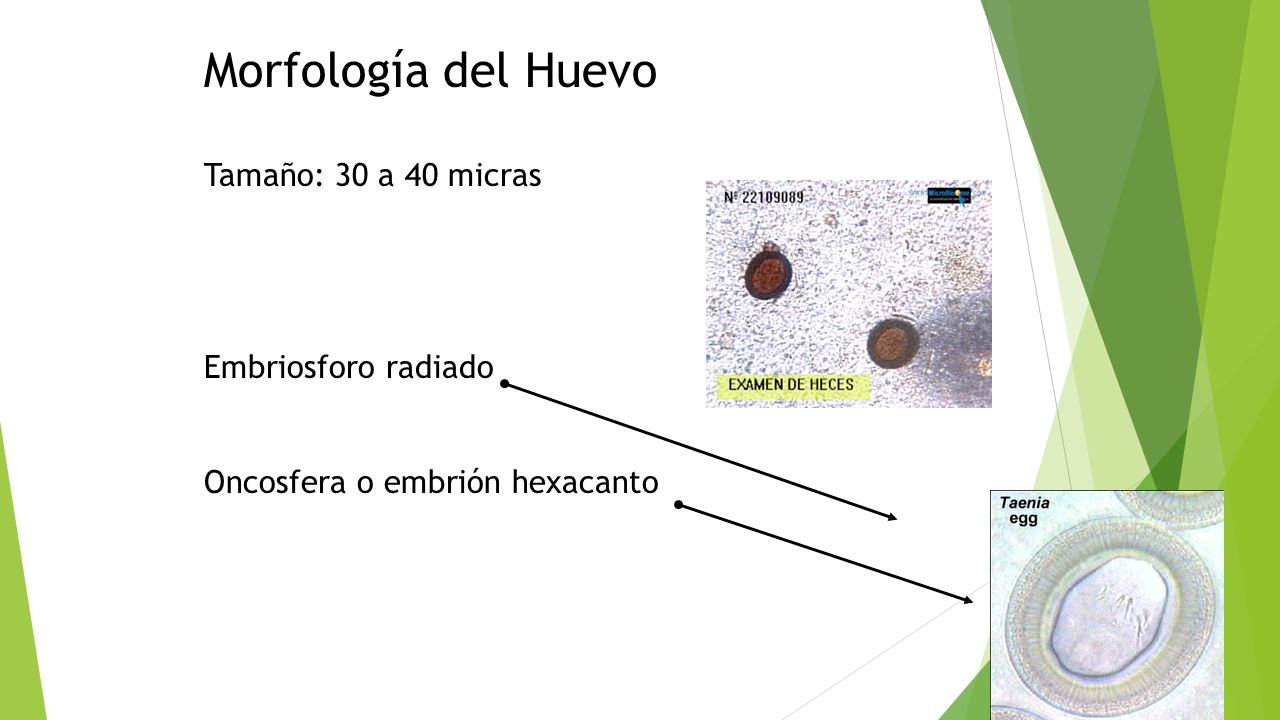 Morfología del Huevo Tamaño: 30 a 40 micras Embriosforo radiado Oncosfera o embrión hexacanto