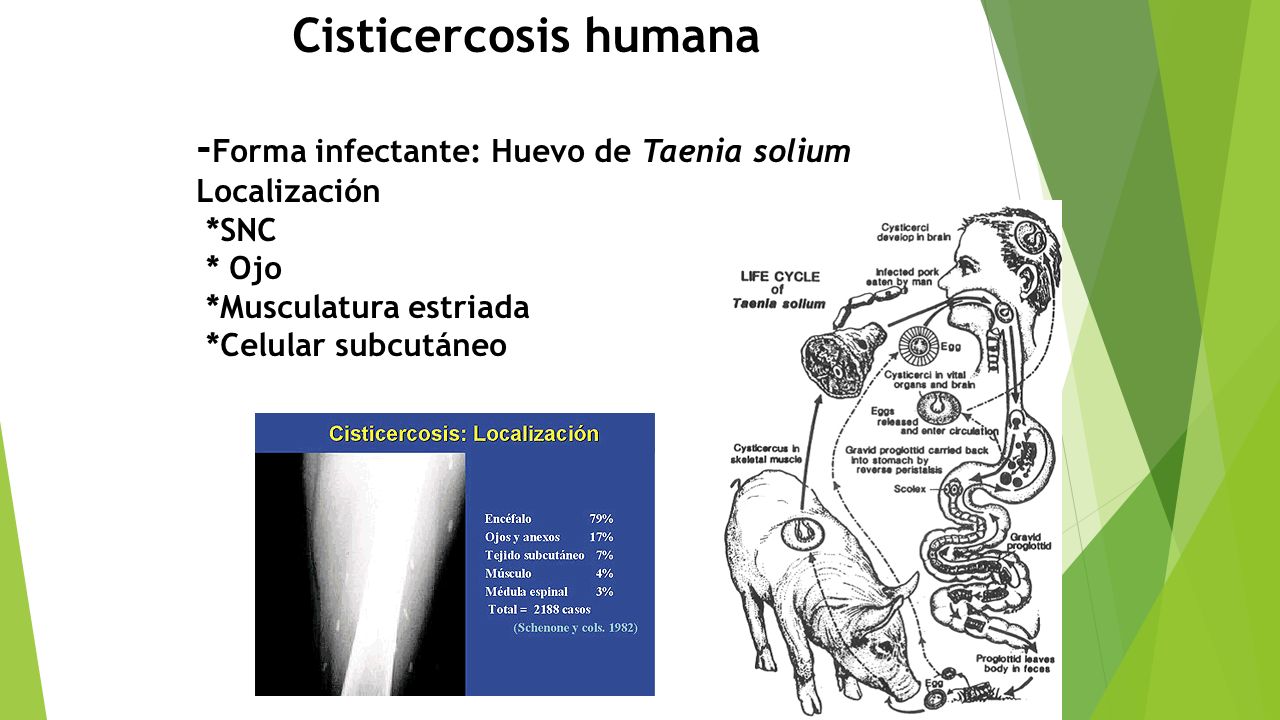 Cisticercosis humana -Forma infectante: Huevo de Taenia solium Localización *SNC * Ojo *Musculatura estriada *Celular subcutáneo