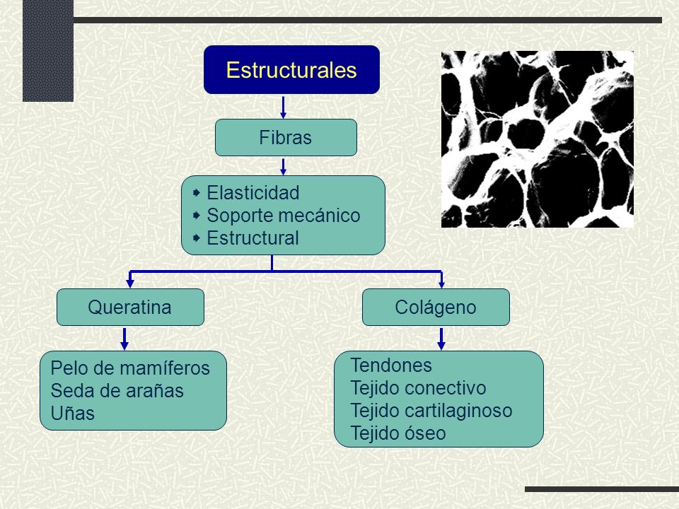 Estructurales Fibras  Elasticidad  Soporte mecánico  Estructural
