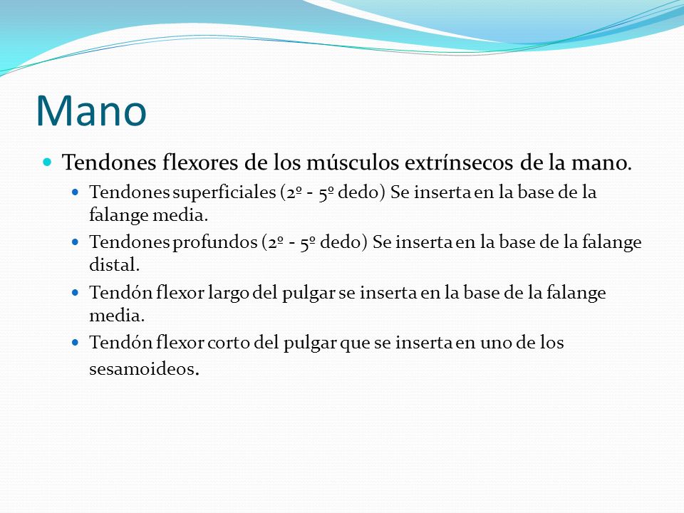 Mano Tendones flexores de los músculos extrínsecos de la mano.