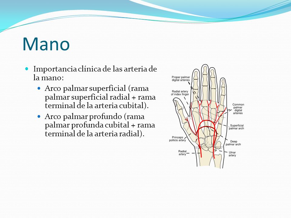 Mano Importancia clínica de las arteria de la mano: