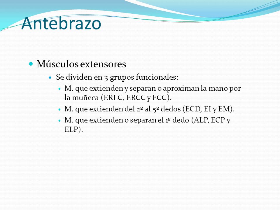 Antebrazo Músculos extensores Se dividen en 3 grupos funcionales: