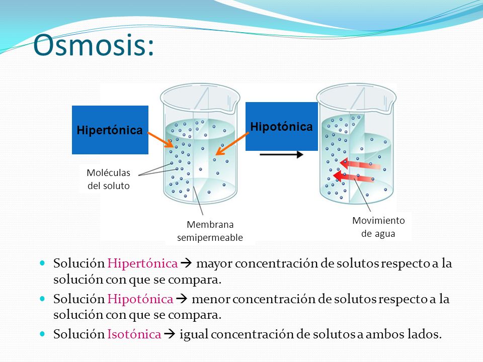 Osmosis: Membrana. semipermeable. Movimiento de agua. Moléculas del soluto. Solución concentrada.