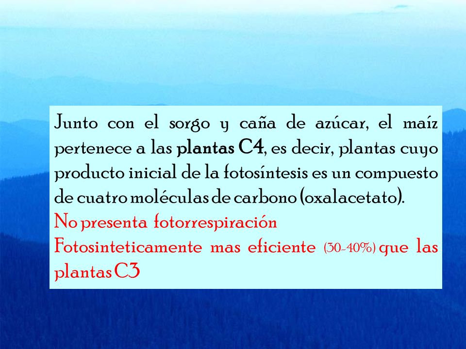 Junto con el sorgo y caña de azúcar, el maíz pertenece a las plantas C4, es decir, plantas cuyo producto inicial de la fotosíntesis es un compuesto de cuatro moléculas de carbono (oxalacetato).