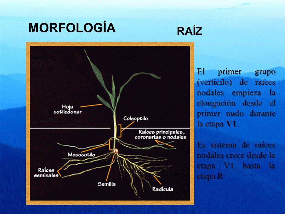 MORFOLOGÍA RAÍZ. El primer grupo (verticilo) de raíces nodales empieza la elongación desde el primer nudo durante la etapa V1.
