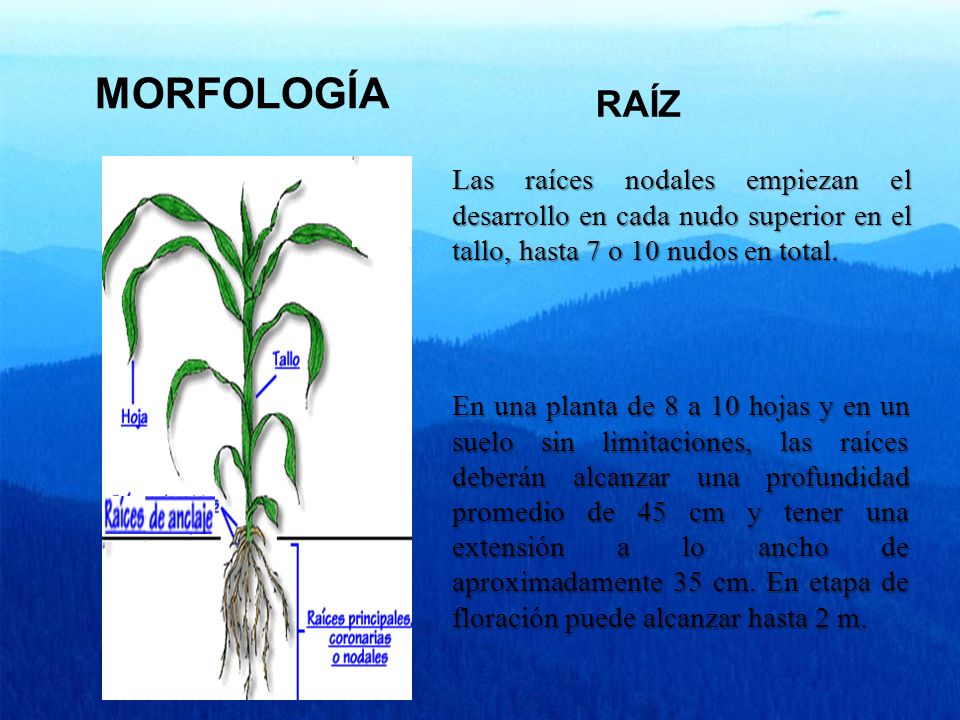 MORFOLOGÍA RAÍZ. Las raíces nodales empiezan el desarrollo en cada nudo superior en el tallo, hasta 7 o 10 nudos en total.