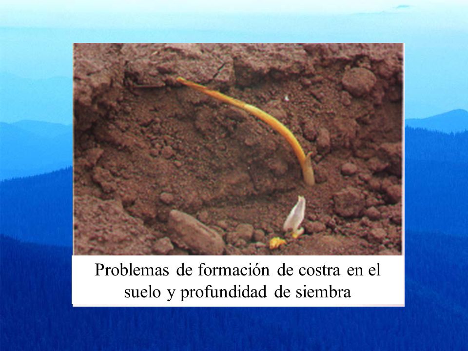 Problemas de formación de costra en el suelo y profundidad de siembra