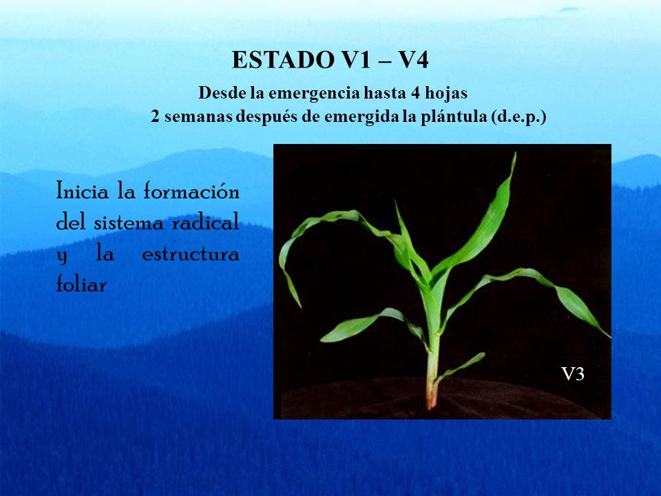 ESTADO V1 – V4 Desde la emergencia hasta 4 hojas