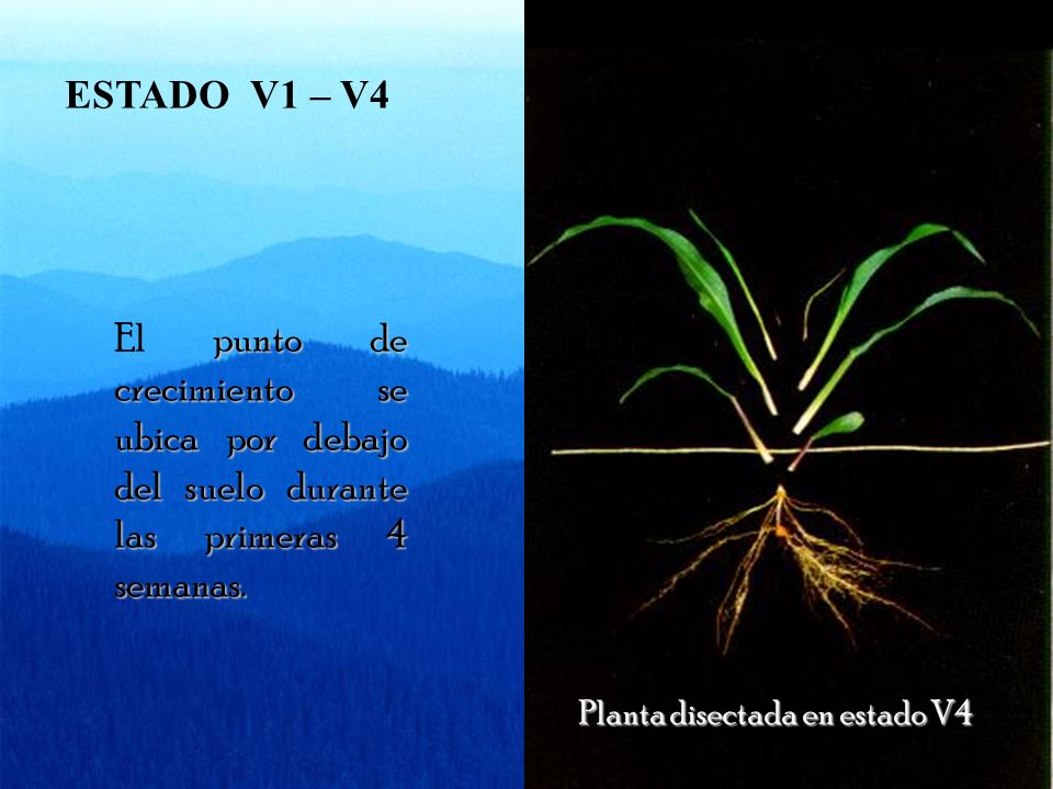 ESTADO V1 – V4 El punto de crecimiento se ubica por debajo del suelo durante las primeras 4 semanas.