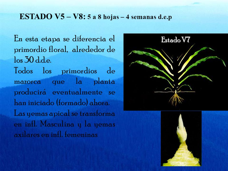 ESTADO V5 – V8: 5 a 8 hojas – 4 semanas d.e.p