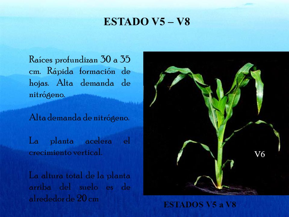 ESTADO V5 – V8 Raíces profundizan 30 a 35 cm. Rápida formación de hojas. Alta demanda de nitrógeno.