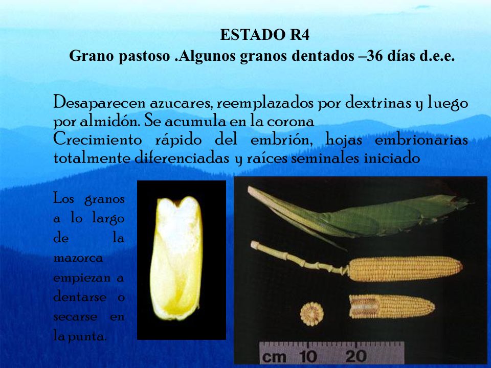 ESTADO R4 Grano pastoso .Algunos granos dentados –36 días d.e.e.