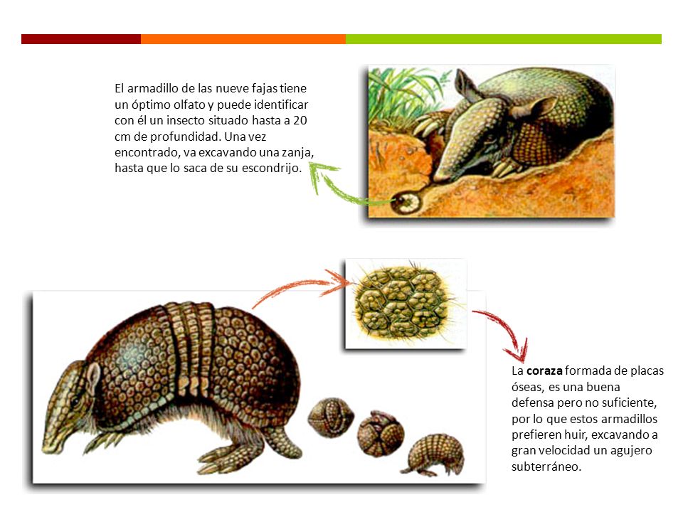 El armadillo de las nueve fajas tiene un óptimo olfato y puede identificar con él un insecto situado hasta a 20 cm de profundidad. Una vez encontrado, va excavando una zanja, hasta que lo saca de su escondrijo.