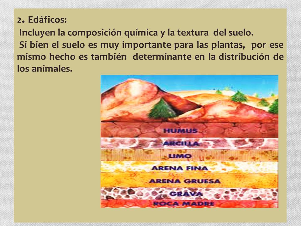 2. Edáficos: Incluyen la composición química y la textura del suelo.