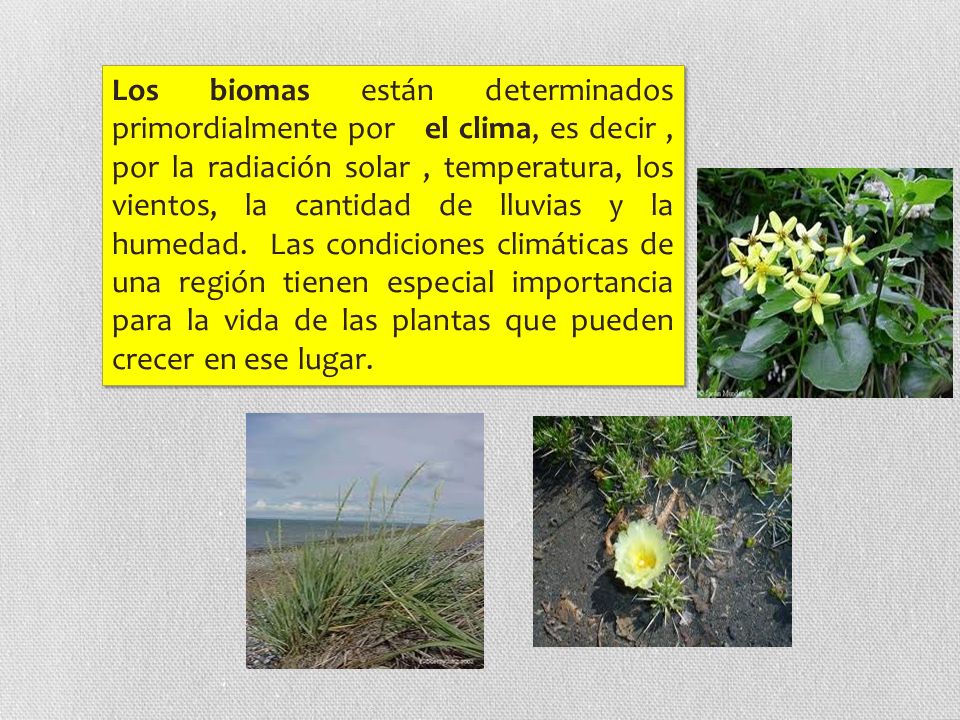 Los biomas están determinados primordialmente por el clima, es decir , por la radiación solar , temperatura, los vientos, la cantidad de lluvias y la humedad.