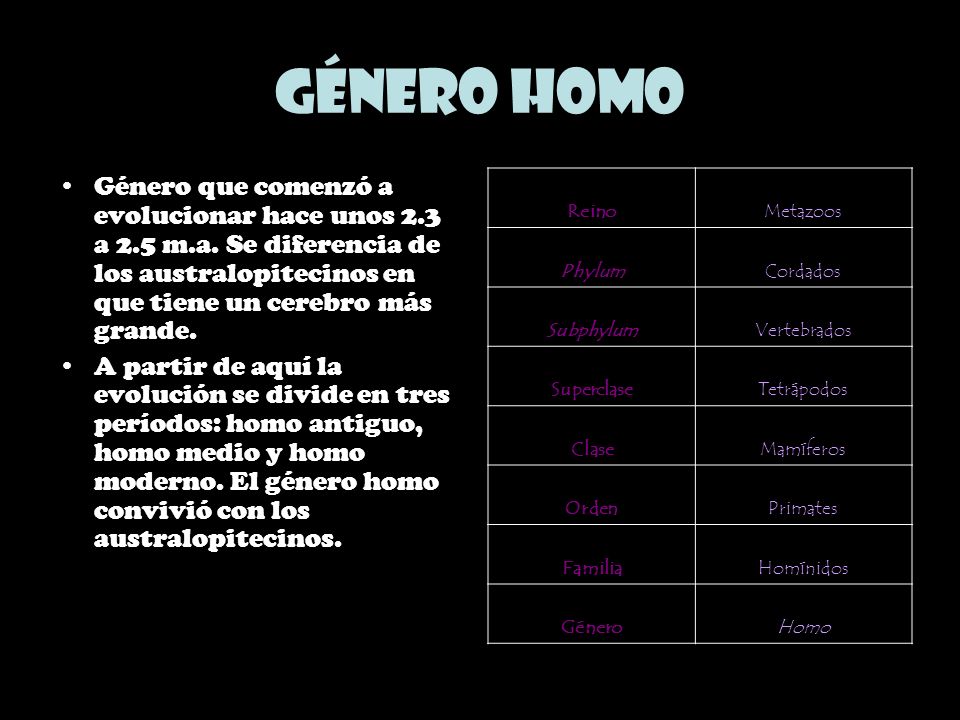 Género Homo Género que comenzó a evolucionar hace unos 2.3 a 2.5 m.a. Se diferencia de los australopitecinos en que tiene un cerebro más grande.