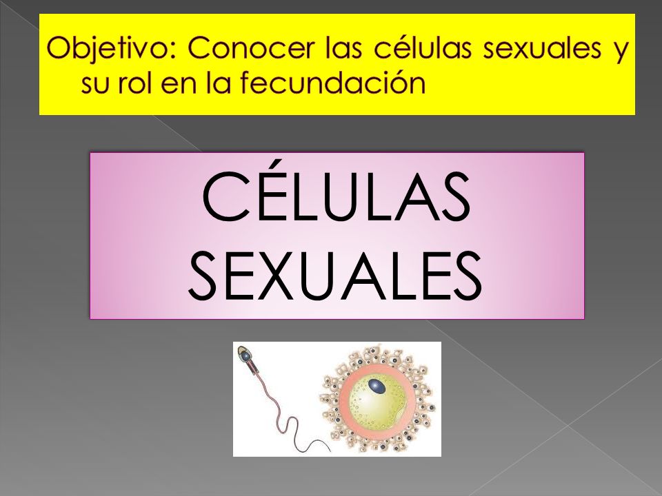 Objetivo: Conocer las células sexuales y su rol en la fecundación