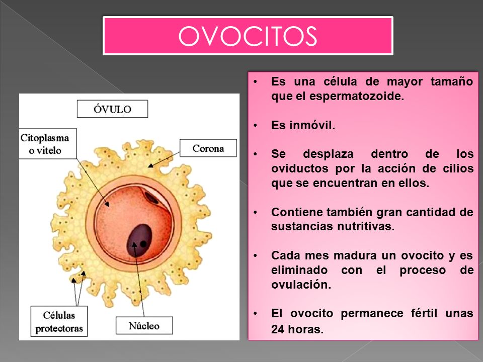 OVOCITOS Es una célula de mayor tamaño que el espermatozoide.