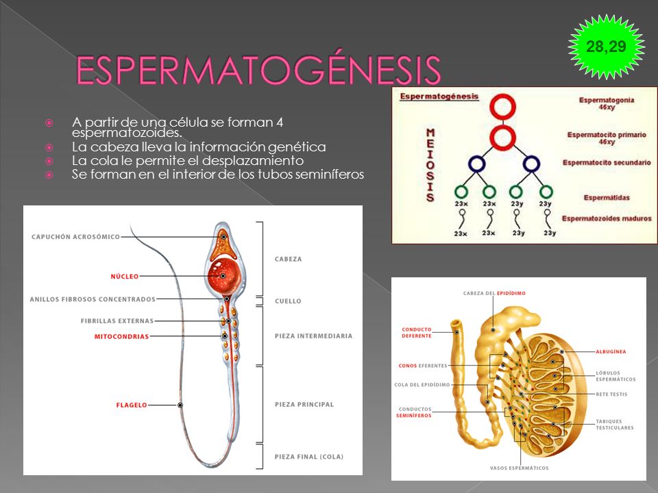 28,29 ESPERMATOGÉNESIS. A partir de una célula se forman 4 espermatozoides. La cabeza lleva la información genética.