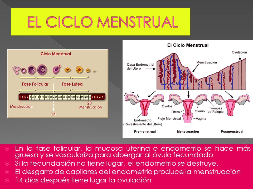 EL CICLO MENSTRUAL En la fase folicular, la mucosa uterina o endometrio se hace más gruesa y se vasculariza para albergar al óvulo fecundado.