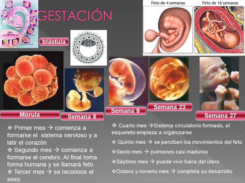 LA GESTACIÓN blástula Semana 23 Semana 9 Mórula Semana 27 Semana 8