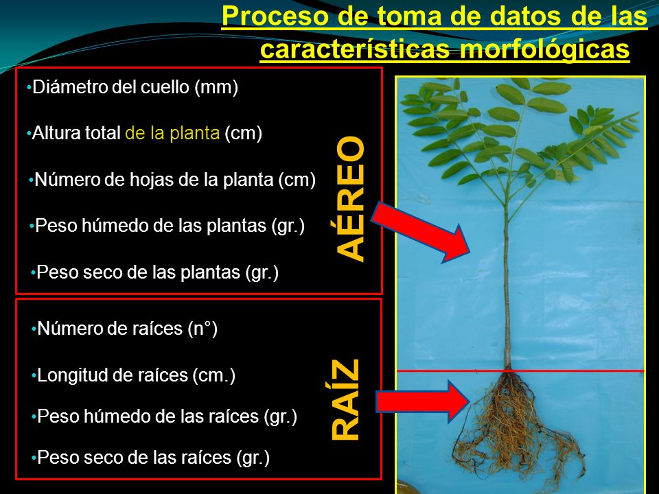 Proceso de toma de datos de las características morfológicas