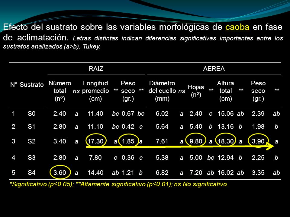 Efecto del sustrato sobre las variables morfológicas de caoba en fase de aclimatación. Letras distintas indican diferencias significativas importantes entre los sustratos analizados (a>b). Tukey.
