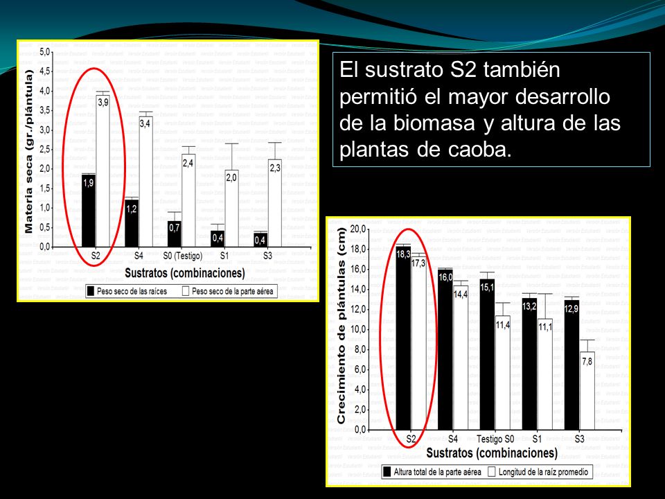 El sustrato S2 también permitió el mayor desarrollo de la biomasa y altura de las plantas de caoba.