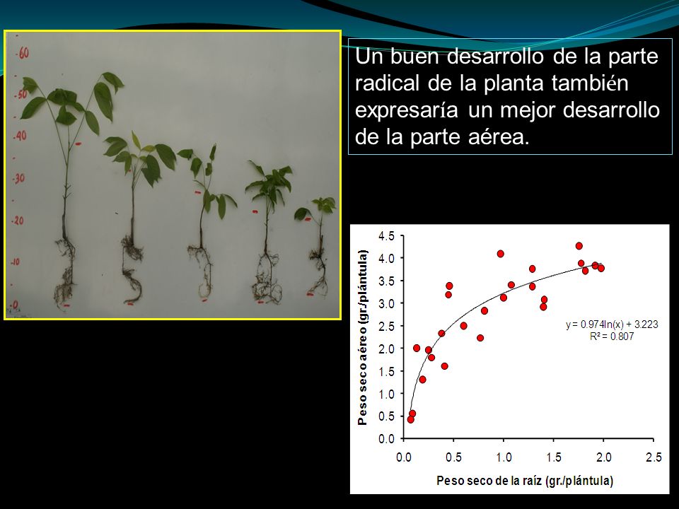 Un buen desarrollo de la parte radical de la planta también expresaría un mejor desarrollo de la parte aérea.