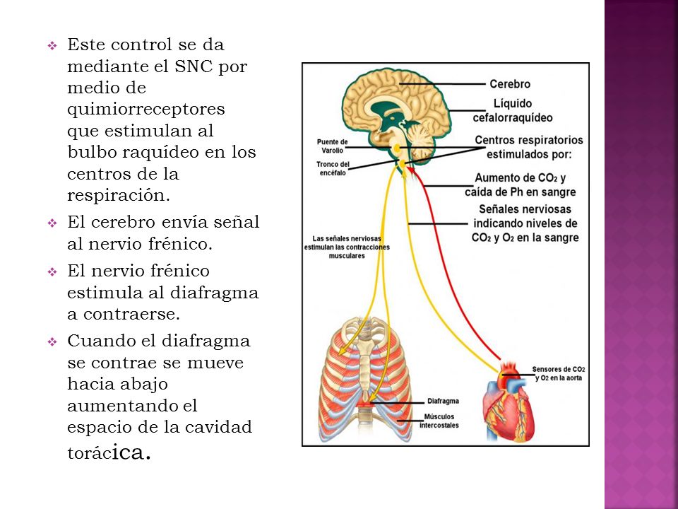 Este control se da mediante el SNC por medio de quimiorreceptores que estimulan al bulbo raquídeo en los centros de la respiración.
